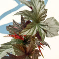 Begonia ‘Sophie Cecile’ - Welsh Grown - Sprouts of Bristol