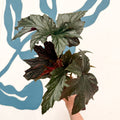 Begonia ‘Sophie Cecile’ - Welsh Grown - Sprouts of Bristol