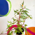Begonia sutherlandii 'Saunders Legacy' - Welsh Grown - Sprouts of Bristol