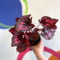 Begonia 'Vesuvius' - Welsh Grown - Sprouts of Bristol