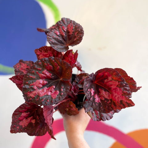 Begonia 'Vesuvius' - Welsh Grown - Sprouts of Bristol