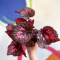 Begonia 'Vesuvius' - Welsh Grown - Sprouts of Bristol