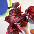 Begonia 'Vesuvius' - Welsh Grown - Sprouts of Bristol