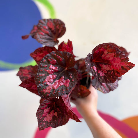 Begonia 'Vesuvius' - Welsh Grown - Sprouts of Bristol