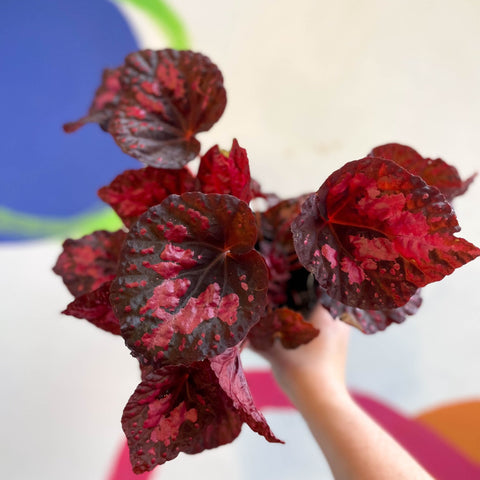 Begonia 'Vesuvius' - Welsh Grown - Sprouts of Bristol