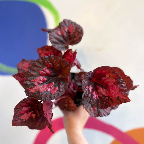 Begonia 'Vesuvius' - Welsh Grown - Sprouts of Bristol