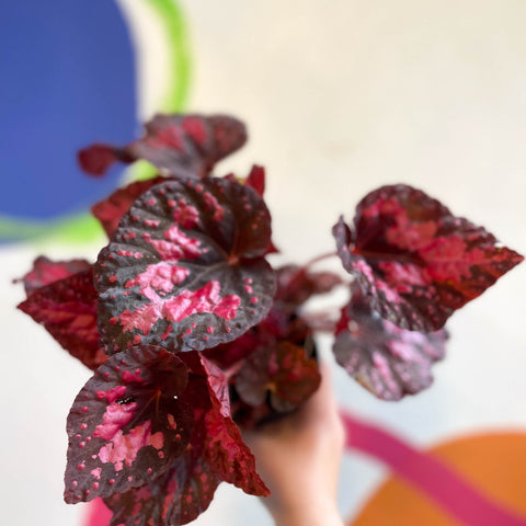 Begonia 'Vesuvius' - Welsh Grown - Sprouts of Bristol