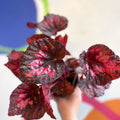 Begonia 'Vesuvius' - Welsh Grown - Sprouts of Bristol