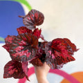 Begonia 'Vesuvius' - Welsh Grown - Sprouts of Bristol