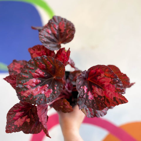 Begonia 'Vesuvius' - Welsh Grown - Sprouts of Bristol