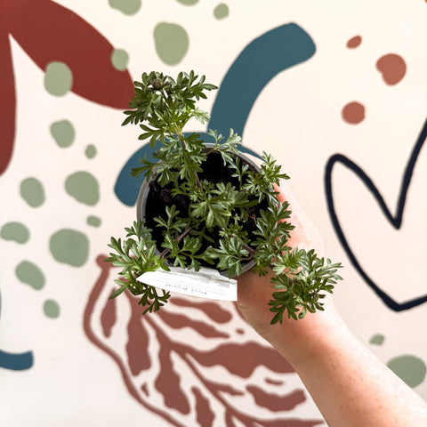 Bidens 'Port Royal' - UK Grown - Sprouts of Bristol