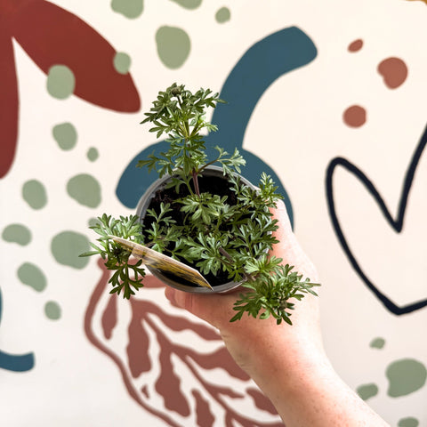 Bidens 'Port Royal' - UK Grown - Sprouts of Bristol