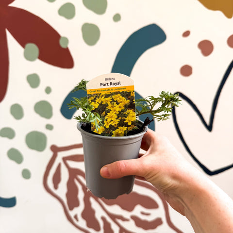 Bidens 'Port Royal' - UK Grown - Sprouts of Bristol