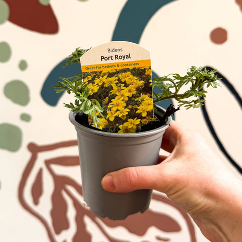 Bidens 'Port Royal' - UK Grown - Sprouts of Bristol