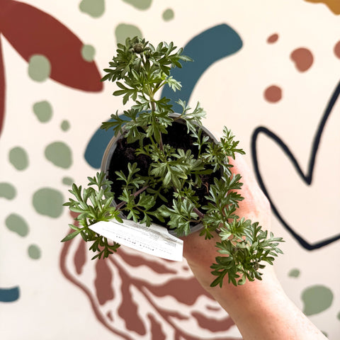 Bidens 'Port Royal' - UK Grown - Sprouts of Bristol