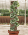 Biodegradable Plant Climbing Plank by Kratiste - 100% Natural, Plastic Free - Sprouts of Bristol