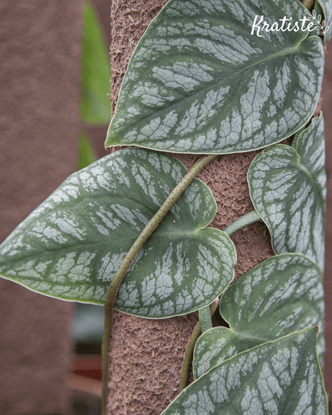 Biodegradable Plant Climbing Plank by Kratiste - 100% Natural, Plastic Free - Sprouts of Bristol