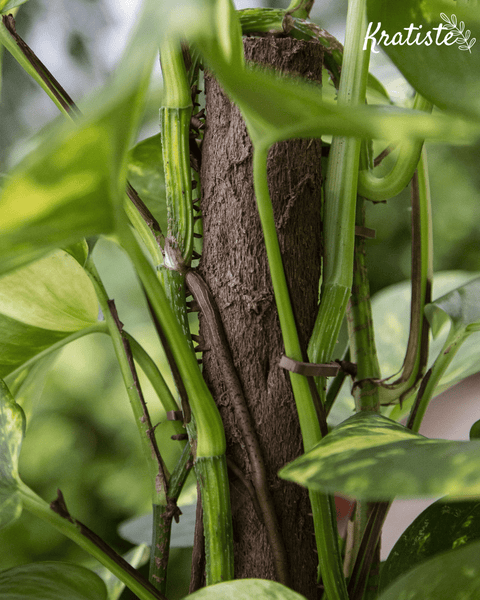 Biodegradable Plant Support Clips by Kratiste - 100% Natural, Plastic Free - Sprouts of Bristol