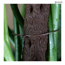 Biodegradable Plant Wire by Kratiste - 100% Natural, Plastic Free - Sprouts of Bristol