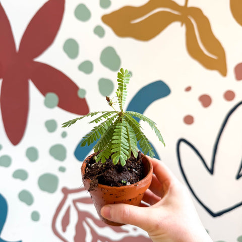 little tree succulent Biophytum sensitivum