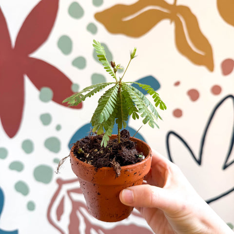 little tree house plant Biophytum sensitivum