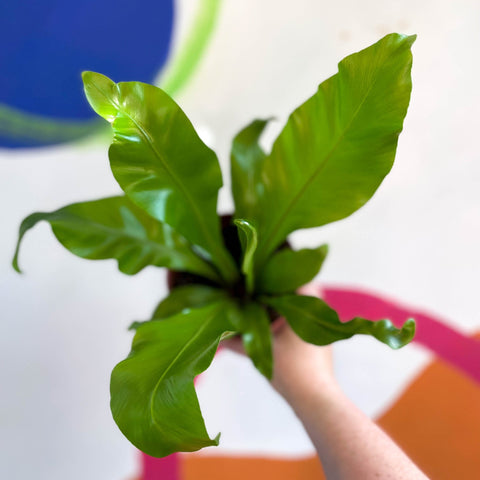 philodendron birds nest Asplenium nidus