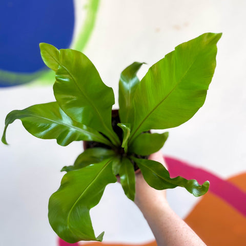 Bird's Nest Fern - Asplenium nidus - Sprouts of Bristol