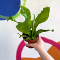 Bird's Nest Fern - Asplenium nidus - Sprouts of Bristol