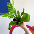 Bird's Nest Fern - Asplenium nidus - Sprouts of Bristol