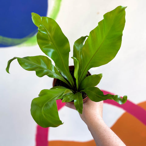 Bird's Nest Fern - Asplenium nidus - Sprouts of Bristol