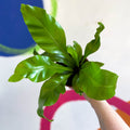 Bird's Nest Fern - Asplenium nidus - Sprouts of Bristol