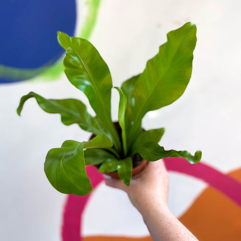 Bird's Nest Fern - Asplenium nidus - Sprouts of Bristol