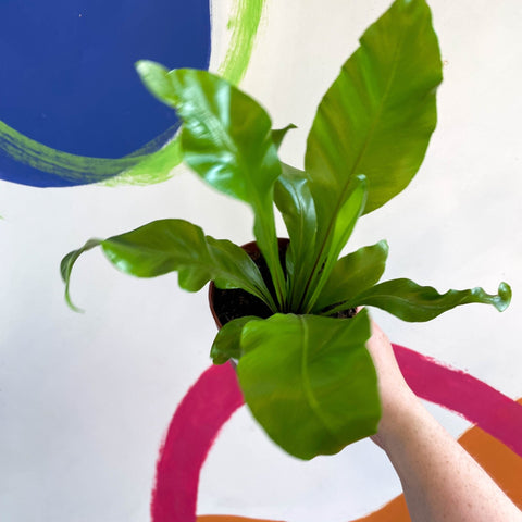 Bird's Nest Fern - Asplenium nidus - Sprouts of Bristol