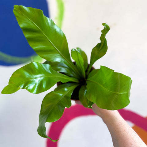 bird's nest fern brown spots Asplenium nidus