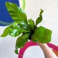 Bird's Nest Fern - Asplenium nidus - Sprouts of Bristol