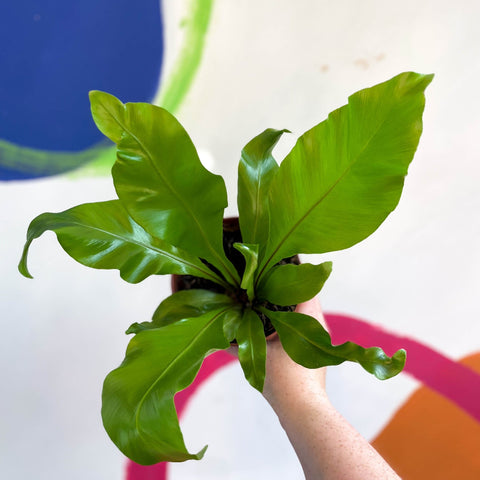 Bird's Nest Fern - Asplenium nidus - Sprouts of Bristol