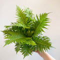 Blechnum gibbum 'Silver Lady' - Sprouts of Bristol