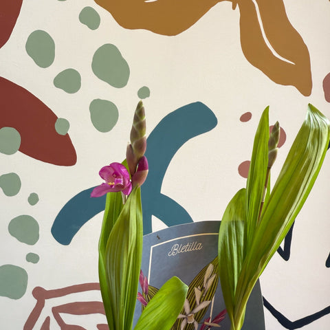 Bletilla - Hardy Ground Orchid - Sprouts of Bristol