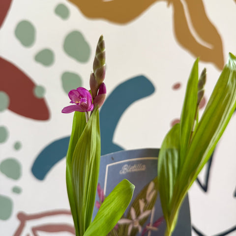 Bletilla - Hardy Ground Orchid - Sprouts of Bristol