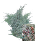 Blue Arizona Cypress Branches (Cupressus arizonica) Christmas Craft Wreath Florist Festive Decoration Fresh Foliage - Sprouts of Bristol