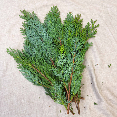 Blue Conifer Branches (Chamaecyparis) – Fresh Foliage for Christmas Wreaths, Floristry & Festive Crafting - Sprouts of Bristol