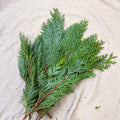 Blue Conifer Branches (Chamaecyparis) – Fresh Foliage for Christmas Wreaths, Floristry & Festive Crafting - Sprouts of Bristol