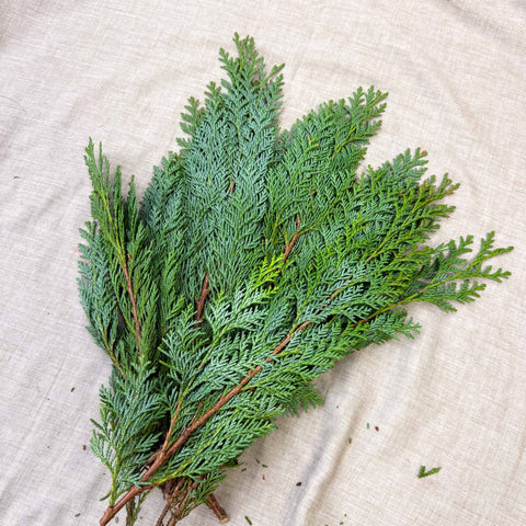 Blue Conifer Branches (Chamaecyparis) – Fresh Foliage for Christmas Wreaths, Floristry & Festive Crafting - Sprouts of Bristol