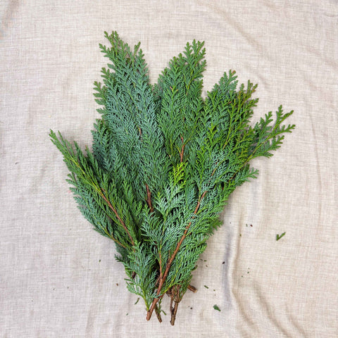 Blue Conifer Branches (Chamaecyparis) – Fresh Foliage for Christmas Wreaths, Floristry & Festive Crafting - Sprouts of Bristol