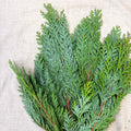 Blue Conifer Branches (Chamaecyparis) – Fresh Foliage for Christmas Wreaths, Floristry & Festive Crafting - Sprouts of Bristol