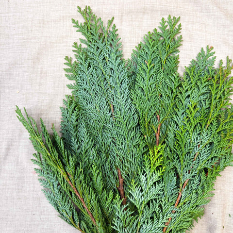 Blue Conifer Branches (Chamaecyparis) – Fresh Foliage for Christmas Wreaths, Floristry & Festive Crafting - Sprouts of Bristol