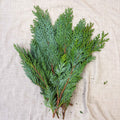 Blue Conifer Branches (Chamaecyparis) – Fresh Foliage for Christmas Wreaths, Floristry & Festive Crafting - Sprouts of Bristol