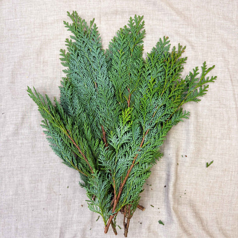 Blue Conifer Branches (Chamaecyparis) – Fresh Foliage for Christmas Wreaths, Floristry & Festive Crafting - Sprouts of Bristol