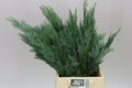 Blue Conifer - Christmas Craft Wreath Florist Festive Decoration - Fresh Foliage - Sprouts of Bristol