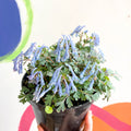 Blue Fumewort - Corydalis flexuosa 'Blue Heron' - British Grown Perennial - Sprouts of Bristol
